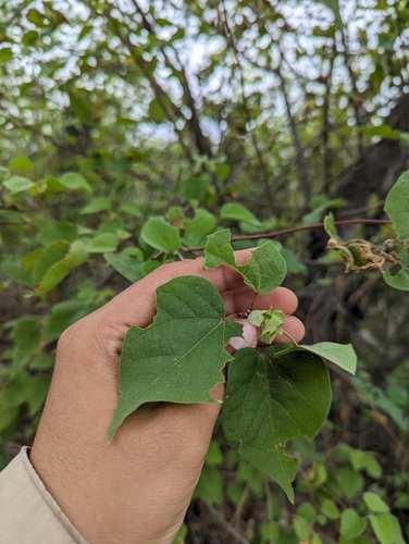 Image of Gossypium davidsonii by (c) Abraham Sánchez Romero, some rights reserved (CC BY)