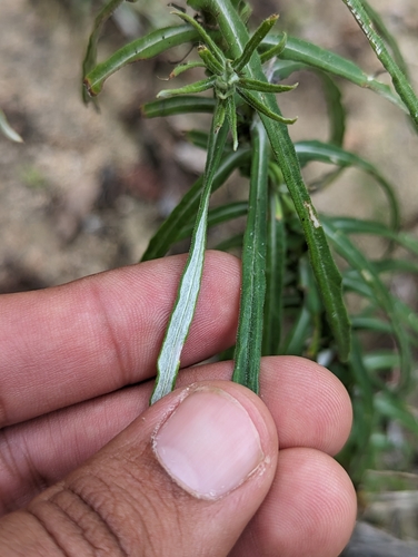 Image of Pseudognaphalium leucocephalum by (c) Abraham Sánchez Romero, some rights reserved (CC BY)