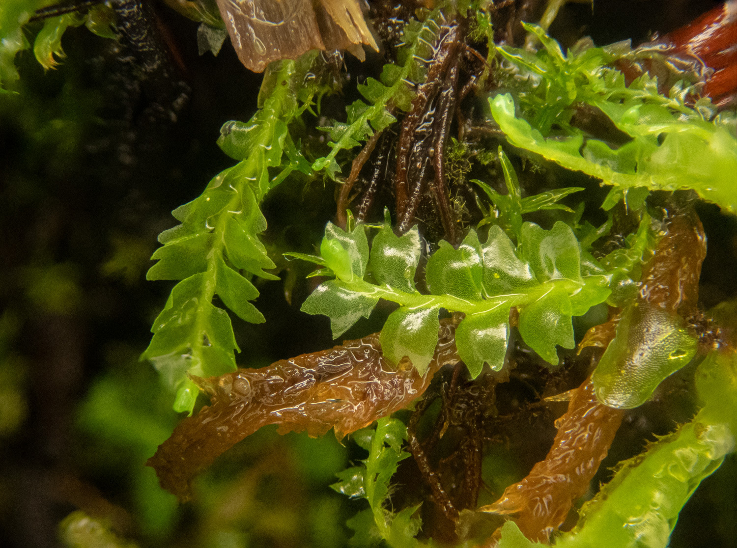Acrobolbus ciliatus