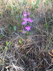 Calopogon multiflorus