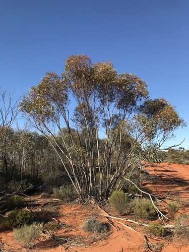 Eucalyptus calycogona calycogona