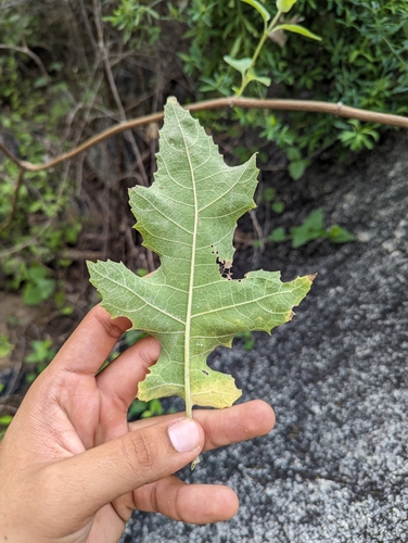 Image of Ambrosia carduacea by (c) Abraham Sánchez Romero, some rights reserved (CC BY)