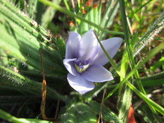 Babiana villosula