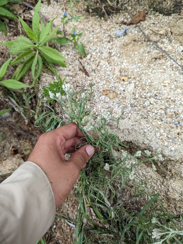 Image of White Rabbit-Tobacco (Pseudognaphalium leucocephalum) by (c) Abraham Sánchez Romero, some rights reserved (CC BY)