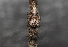 Cyclosa machadinho