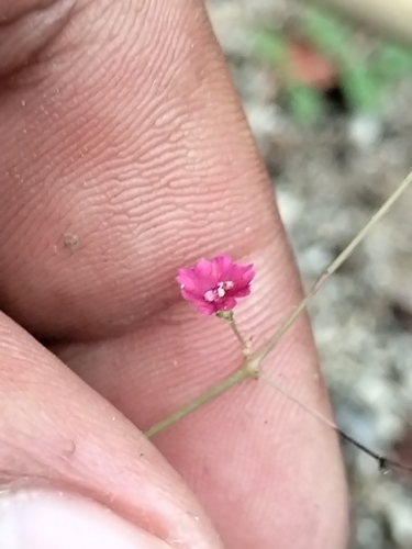 Image of Slim-Stalk Spiderling (Boerhavia gracillima) by no rights reserved