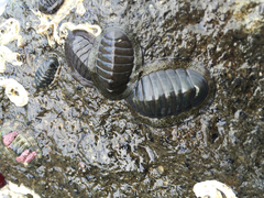 Chiton glaucus