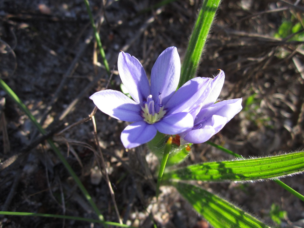 Babiana villosula from Simons Town, Cape Town, 7975, South... (금) at 08:27 오전 by Samuel Brown · iNaturalist Babiana villosula