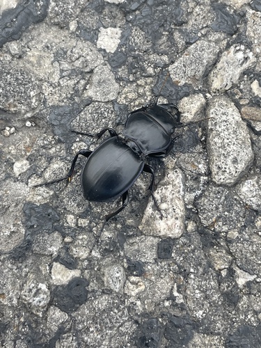 California Warrior Beetle