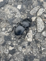California Warrior Beetle