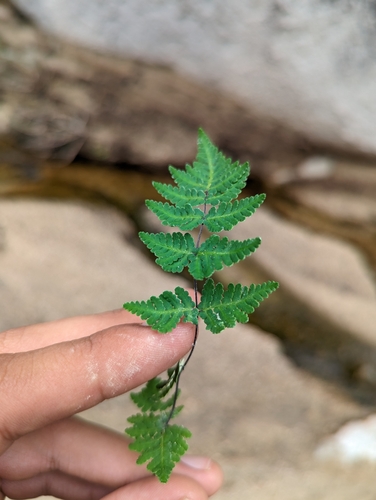 Image of Notholaena lemmonii by (c) Abraham Sánchez Romero, some rights reserved (CC BY)