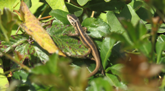 Liolaemus cyanogaster
