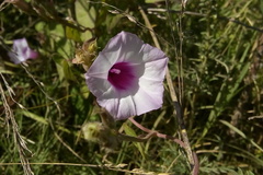 Ipomoea grandifolia