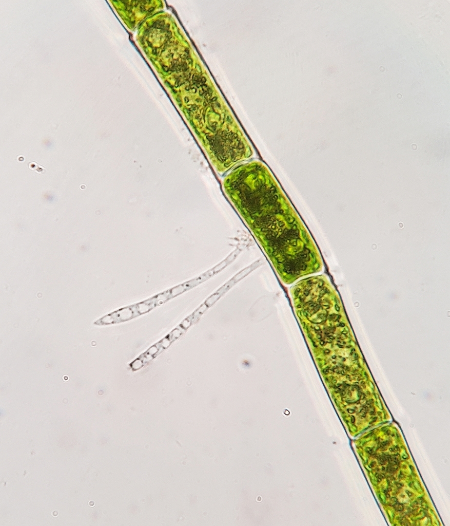 Monoblepharomycota