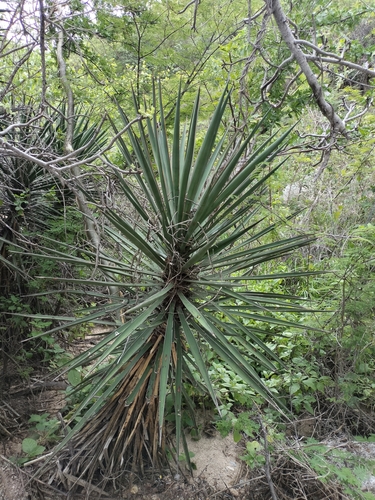 Yucca capensis