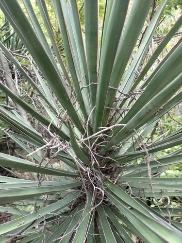 Yucca capensis