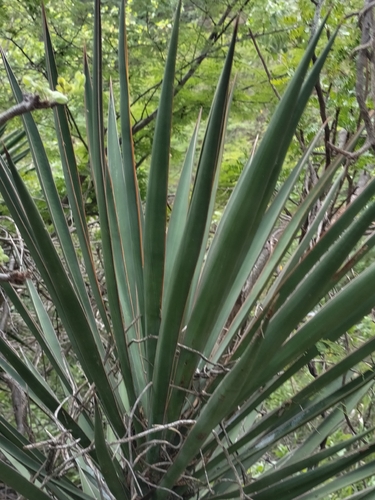 Yucca capensis