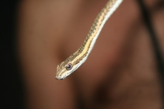 Psammophis lineolatus