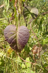 Ipomoea grandifolia