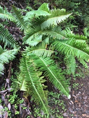 Polystichum imbricans imbricans