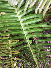 Polystichum imbricans imbricans