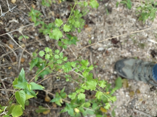 Image of Adenophyllum speciosum by no rights reserved