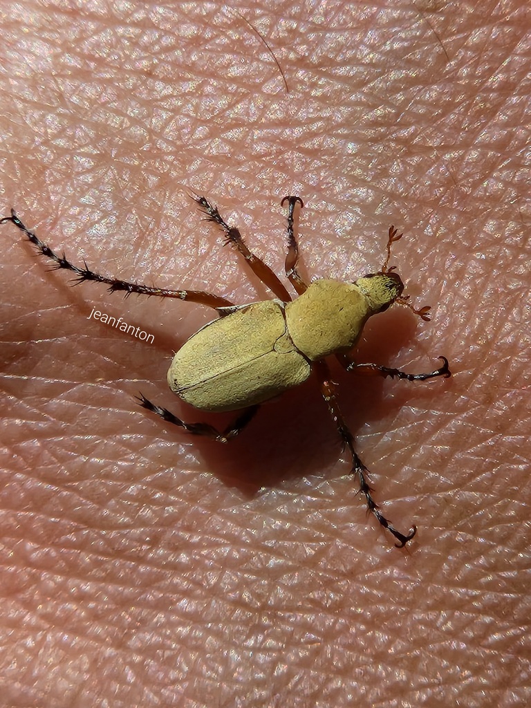 Macrodactylus pumilio