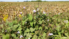 Ipomoea grandifolia