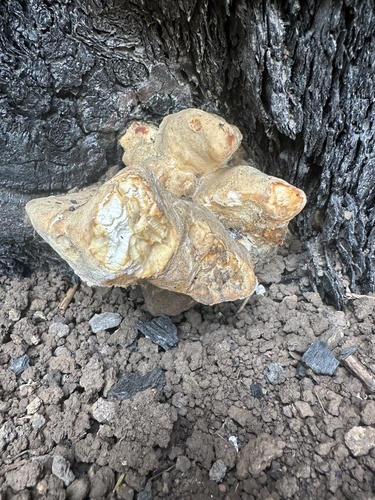 iNaturalist observation photo of Shelf Fungi