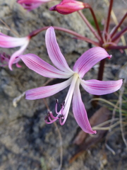 Brunsvigia striata