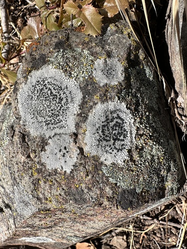iNaturalist observation photo of Fungi Including Lichens