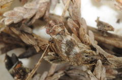 Ulopa reticulata