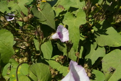 Ipomoea grandifolia