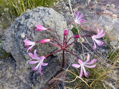 Brunsvigia striata