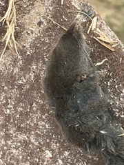Blarina carolinensis