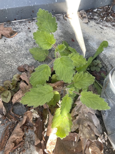 Bolander's Phacelia foliage