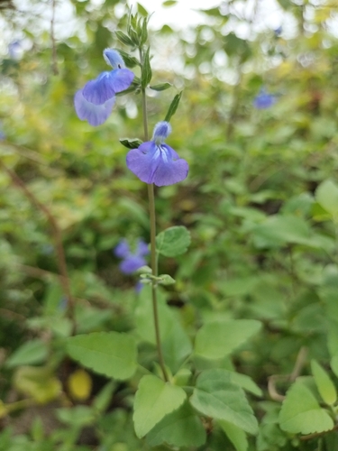 Image of Salvia similis by no rights reserved