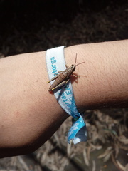 Agesander ruficornis