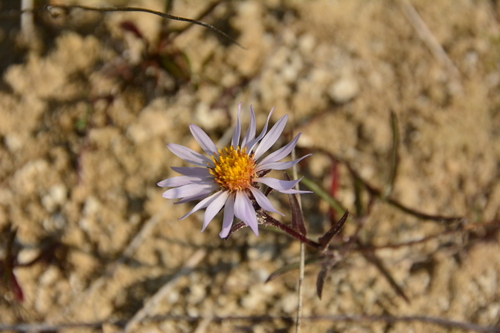 Yukon Aster (Symphyotrichum yukonense)