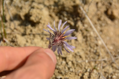Image of Symphyotrichum yukonense by no rights reserved