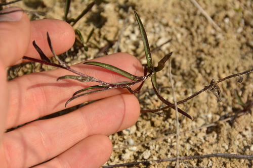 Image of Symphyotrichum yukonense by no rights reserved