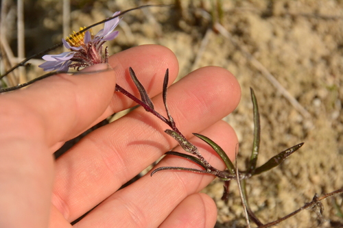 Image of Symphyotrichum yukonense by no rights reserved