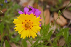 Coreopsis nuecensis
