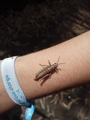 Agesander ruficornis