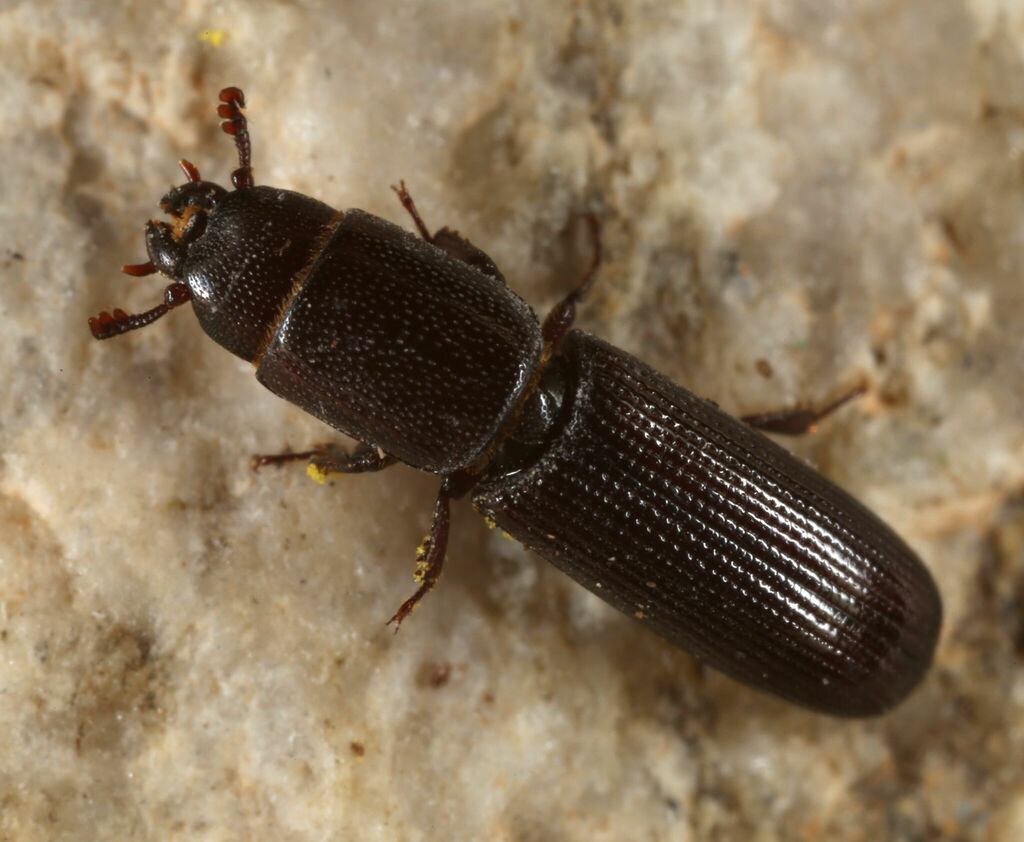 Airora aequalis