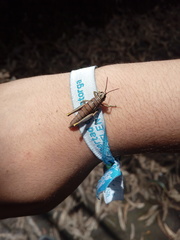 Agesander ruficornis