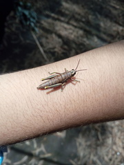 Agesander ruficornis