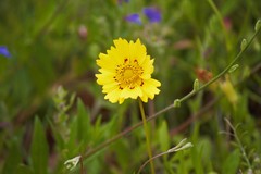 Coreopsis nuecensis