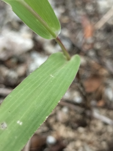 Image of Setaria liebmannii by no rights reserved