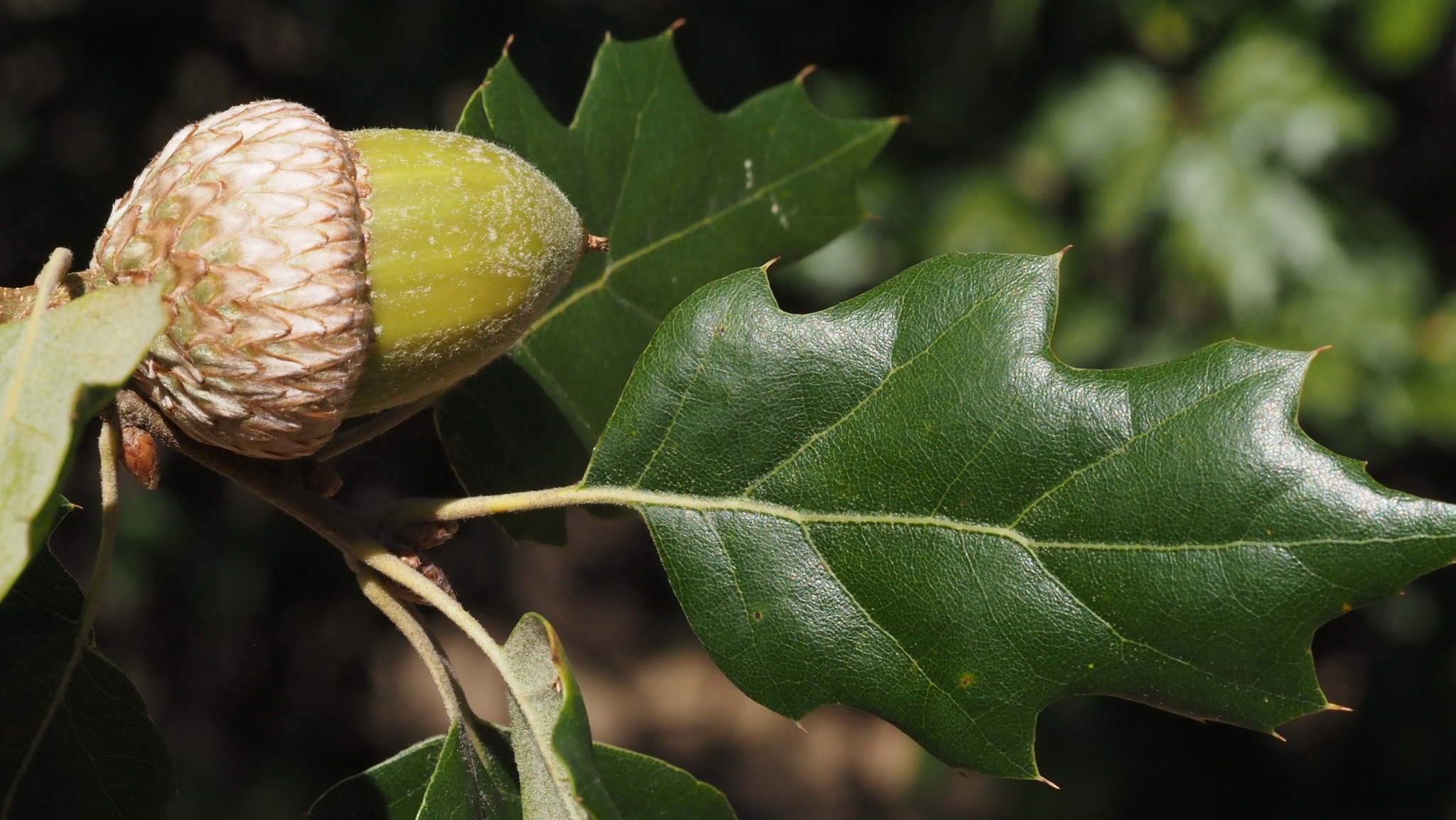 Quercus X ganderi